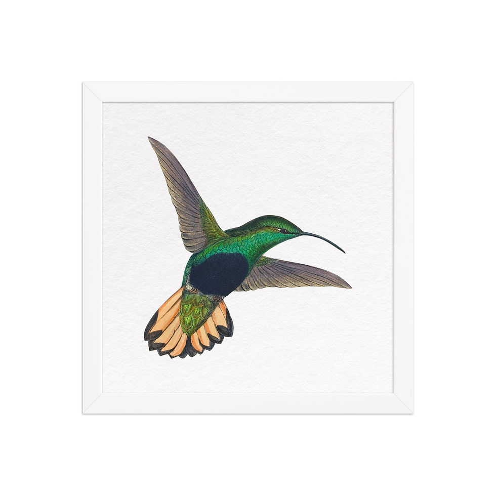 Thumbnail: Hummingbird Framed Print — Bright Small‑Scale Bird Art for Nooks 