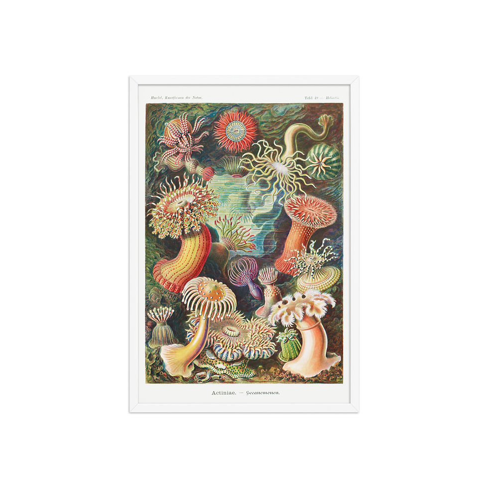 Thumbnail: Ernst Haeckel Vintage Zoological and Naturalist Art
