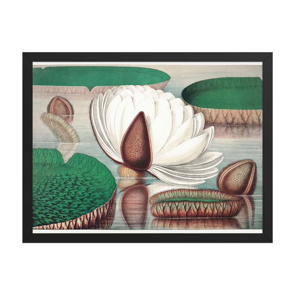 Thumbnail: Framed Botanical Illustration - Elegant Nature Wall Art for Home Decor