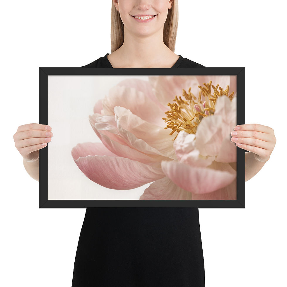 Thumbnail: Blush Peony Close-Up with Golden Stamens – Fine Art Still Life
