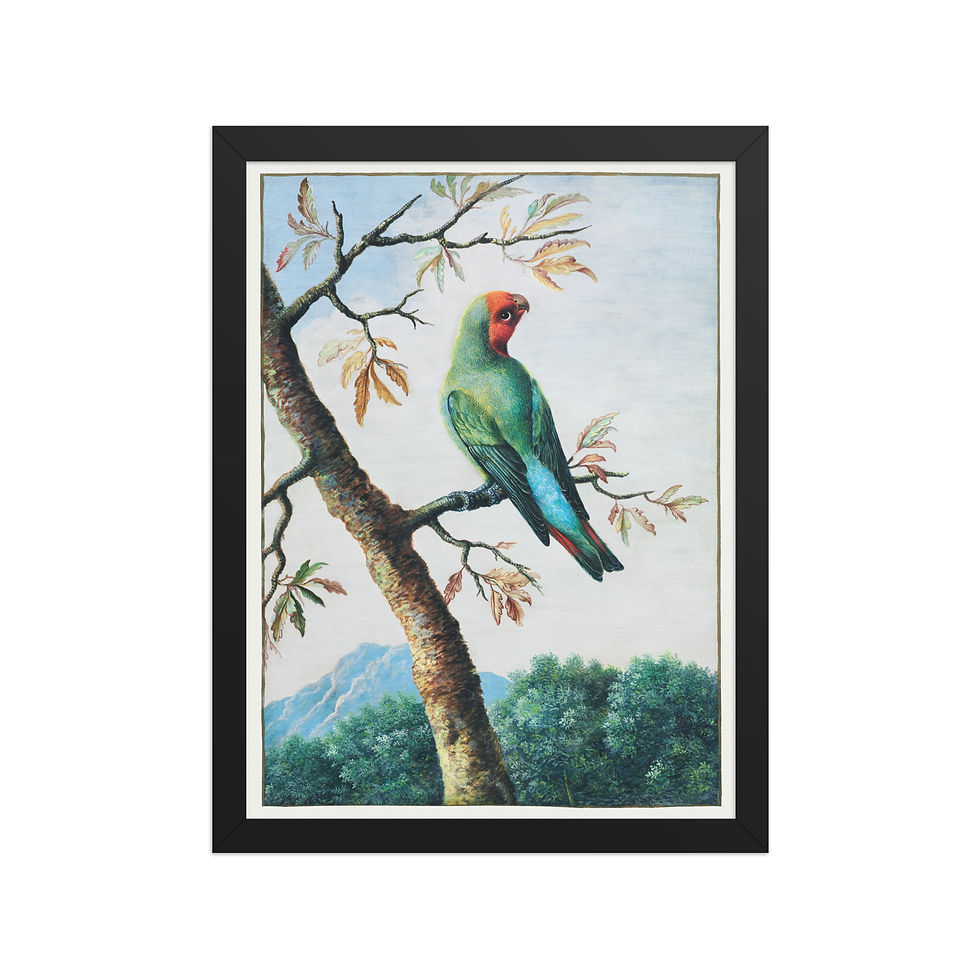 Thumbnail: Bird Study: Rosy Faced Love Bird | George Edwards