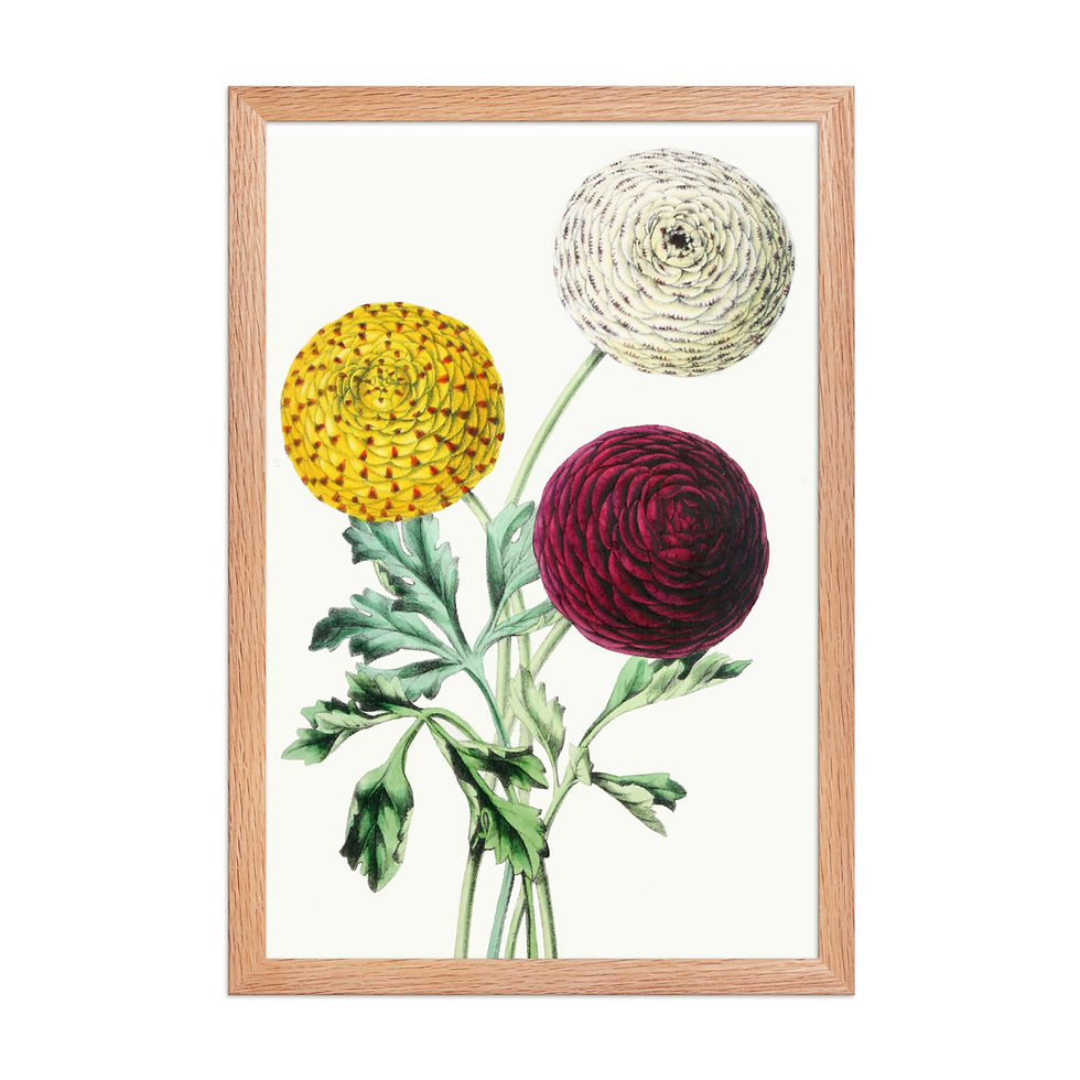 Thumbnail: Ranunculus Queen Victor Vintage Style Botanical Framed Print