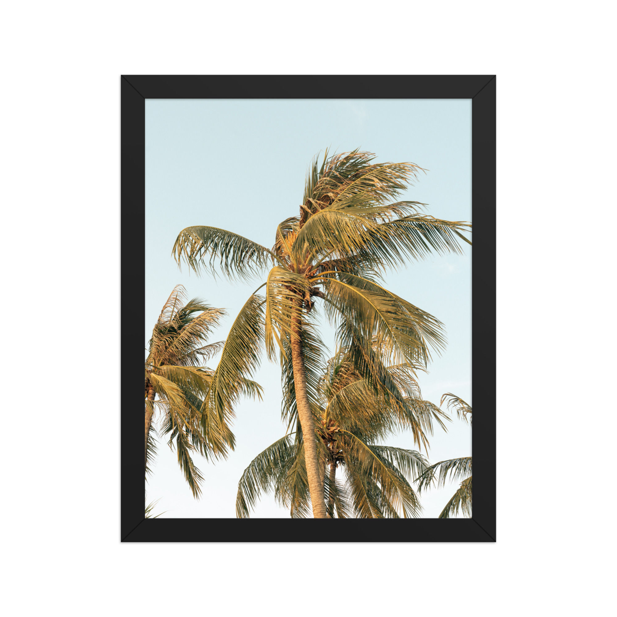 Coconut Palm Photography Print