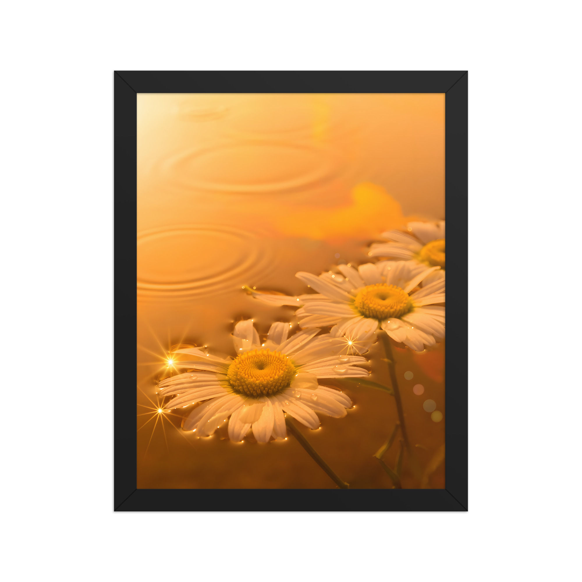 Water Daisies Framed Contemporary Wall Art