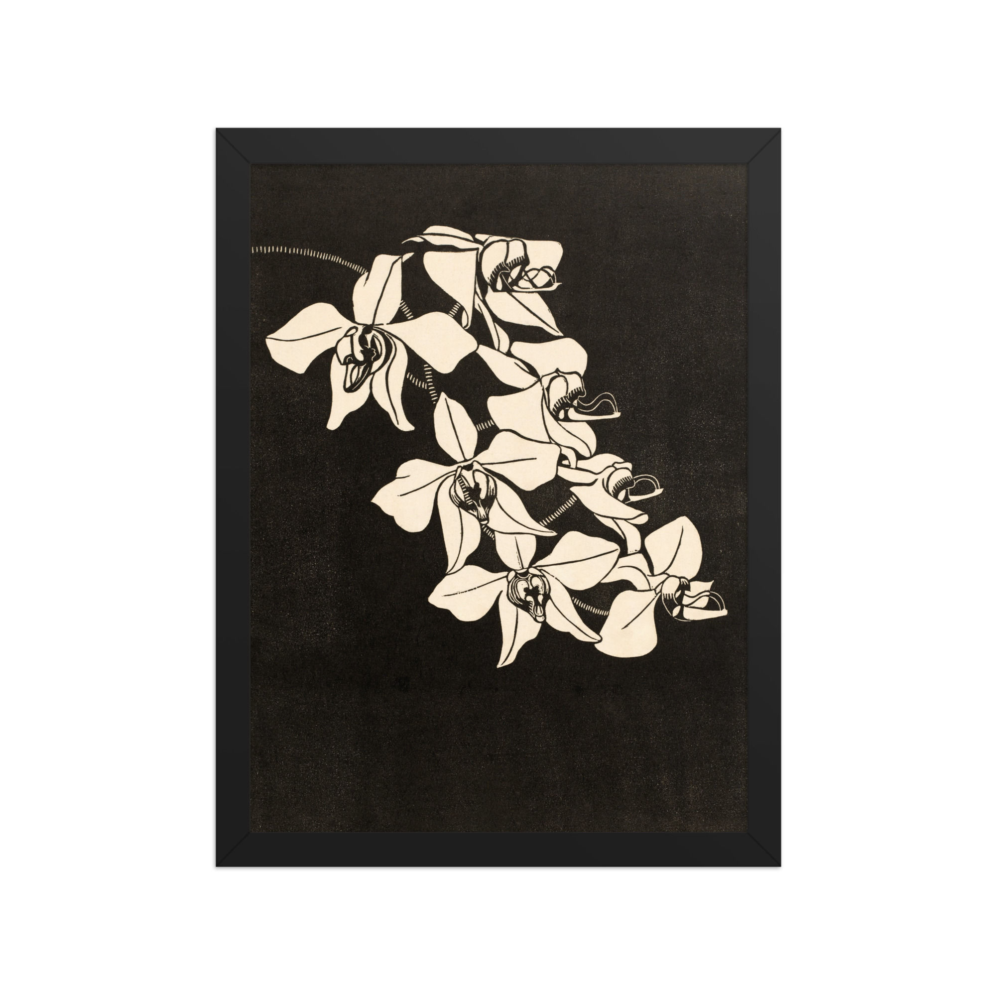 Orchids | Samuel Jessurun de Mesquita