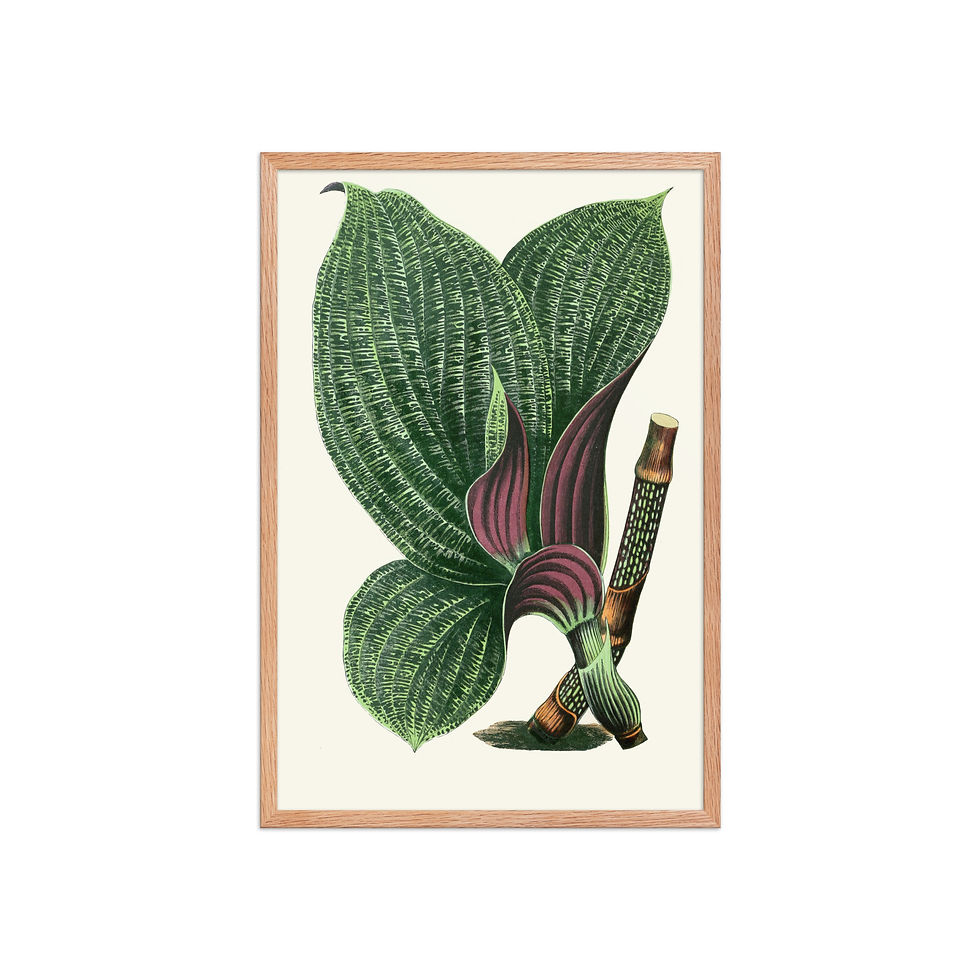 Thumbnail: Dichorisandra Mosaica Framed Wall Art
