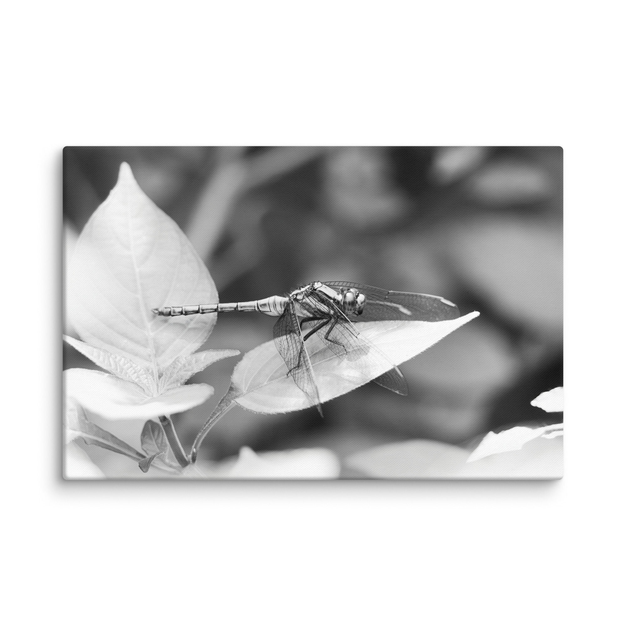 Dragonfly | Black & White | Canvas Print