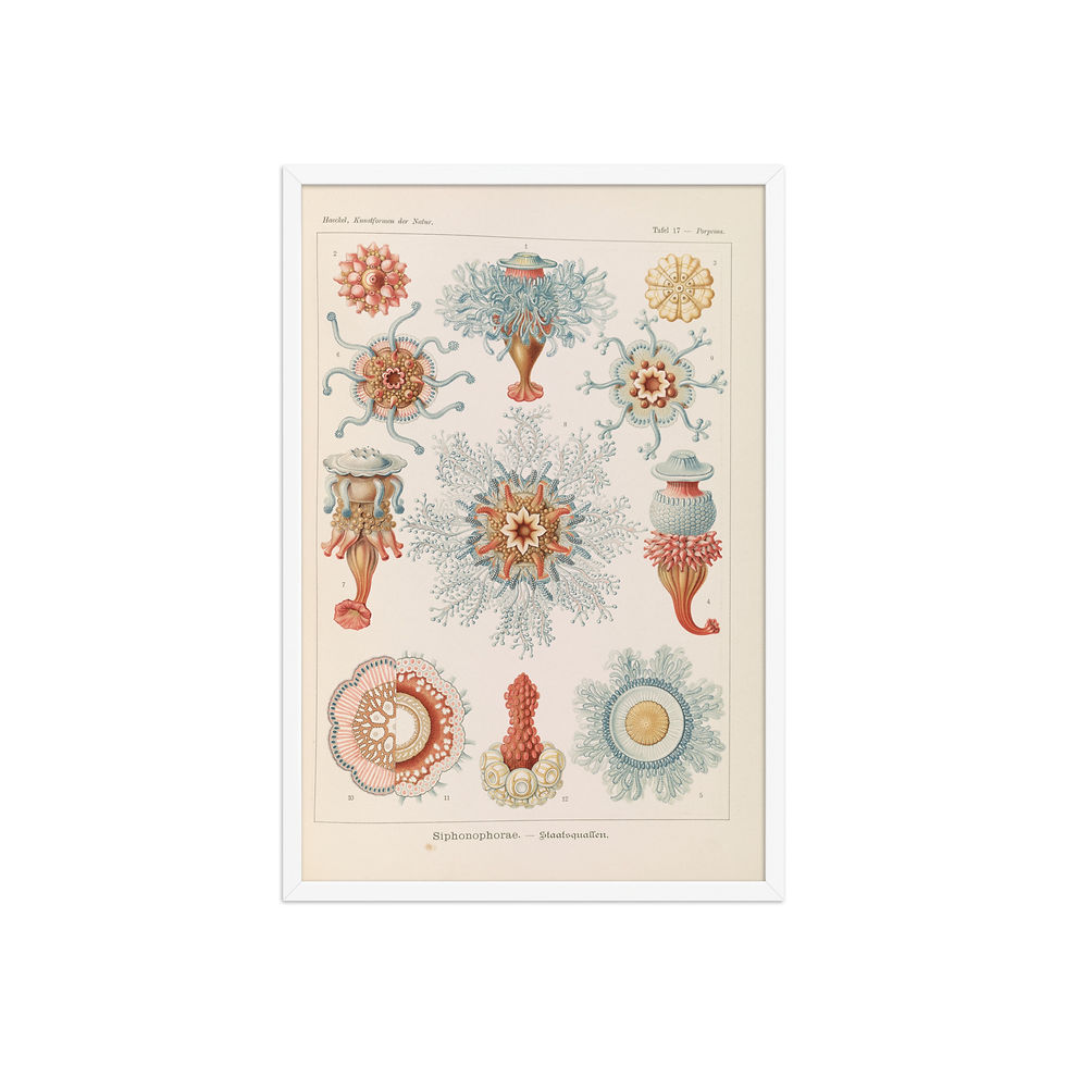 Thumbnail: Ernst Haeckel Vintage Zoological and Naturalist Art