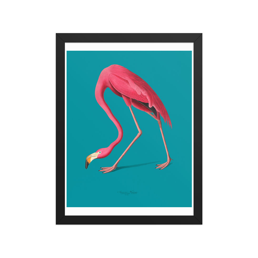 Thumbnail: Vintage Audubon Flamingo Art Print | Chic Coastal Wall Decor