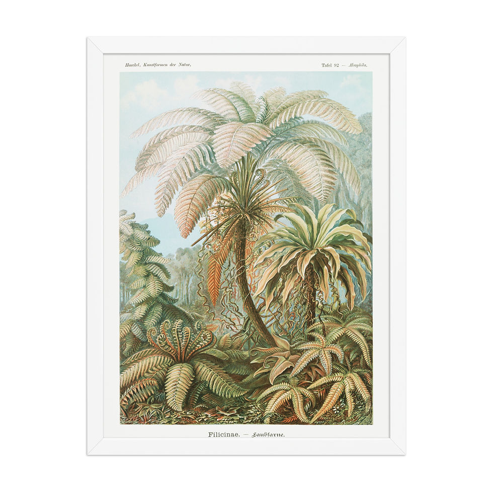 Thumbnail: Ernst Haeckel Vintage Zoological and Naturalist Art