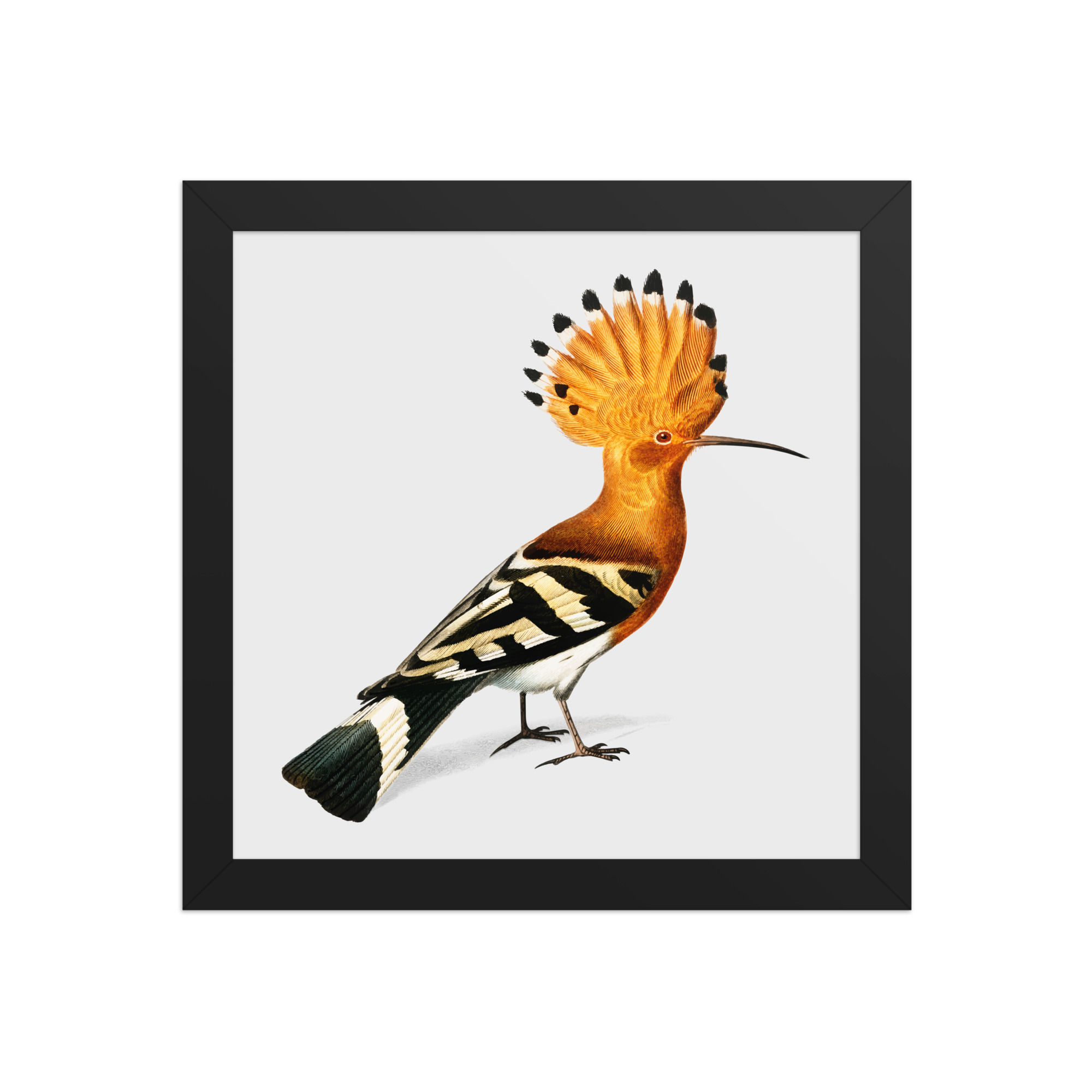 Vintage Eurasian Hoopoe Wall Art | Botanical Avian Print