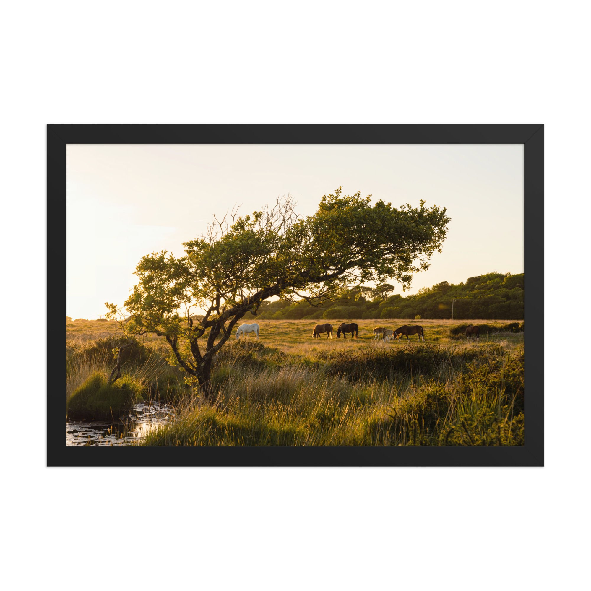 Tranquil Meadow with Grazing Horses Fine Art Photography Print