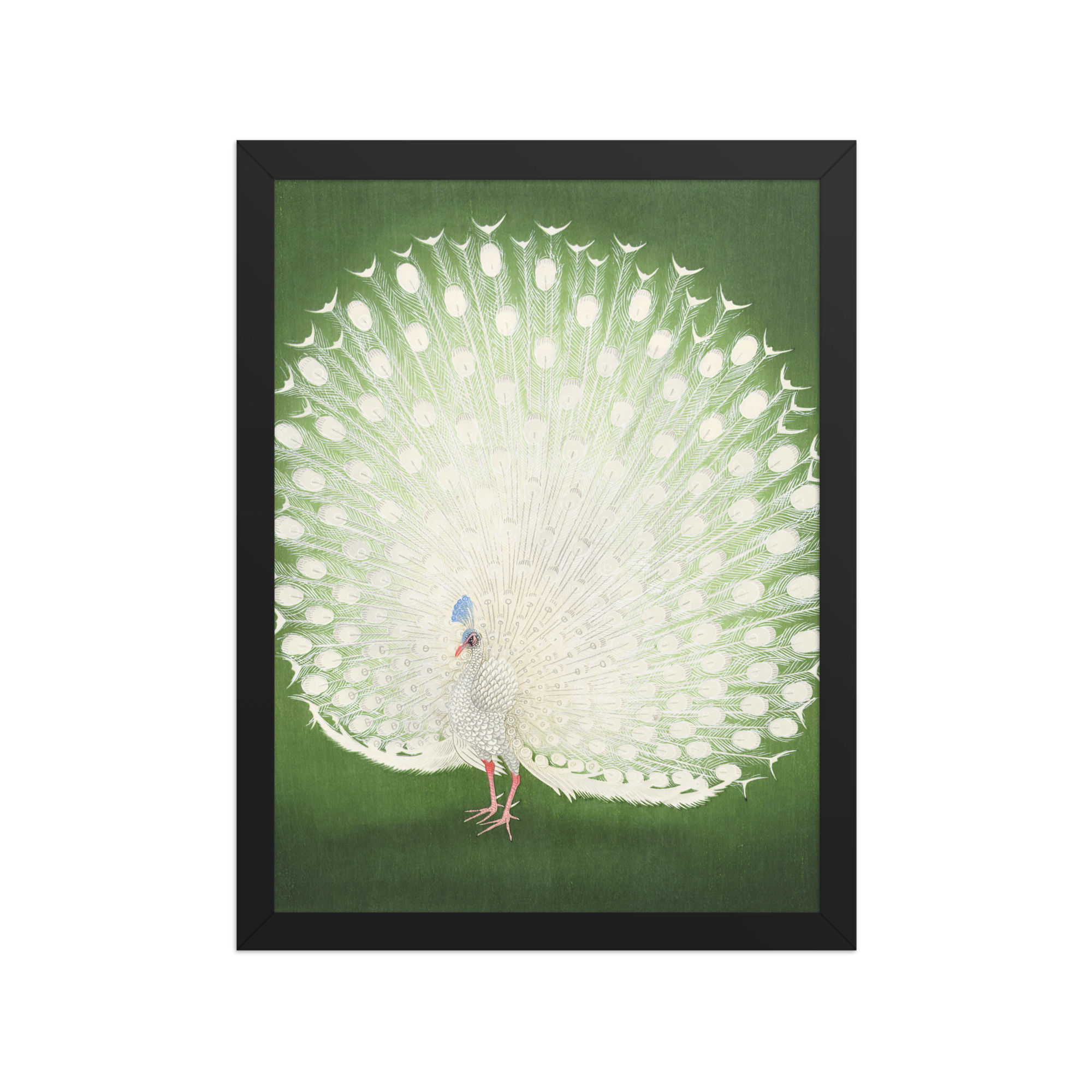 White Peacock in Full Display – Ohara Koson Print
