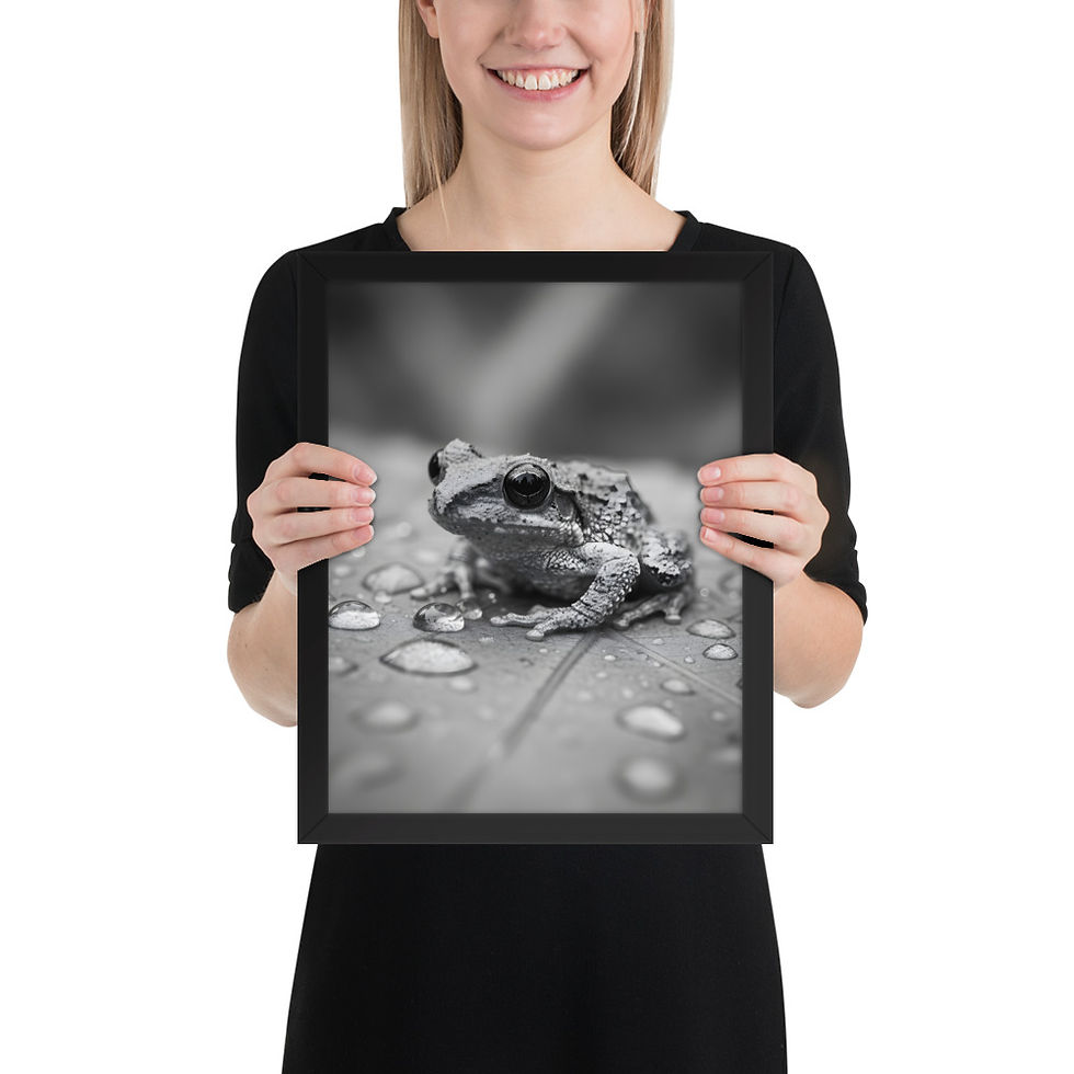 Thumbnail: Monochrome Rain Frog Framed Poster
