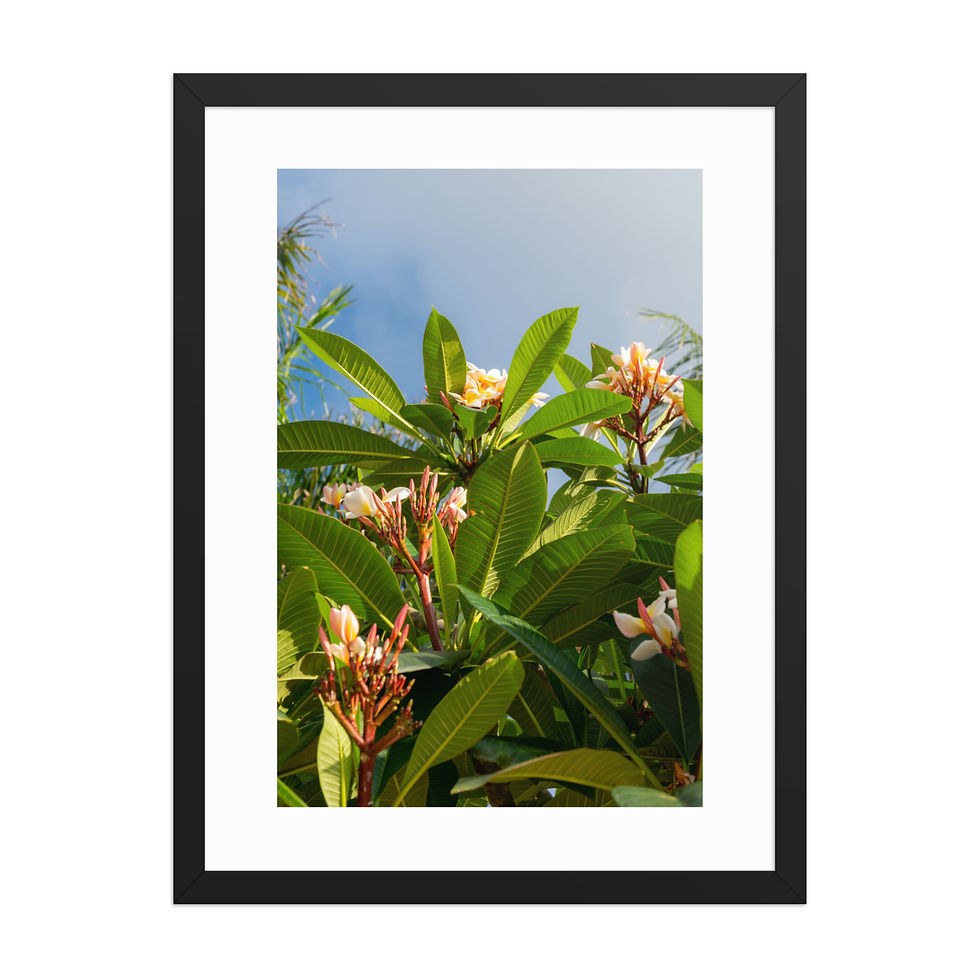 Thumbnail: Hong Kong Flowers Photography