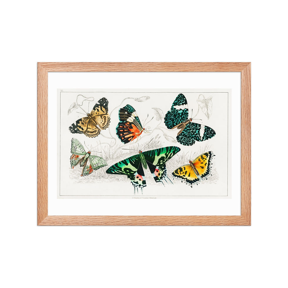 Thumbnail: Framed poster with colorful butterfly illustration, matte black wooden frame, thick white mat, on white background.