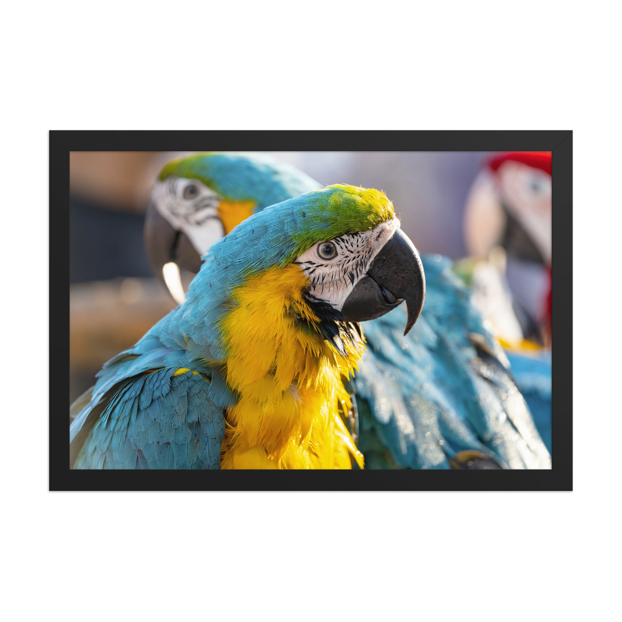 Blue Gold Macaw Tropical Bird Photo Print Vibrant Wall Art Decor