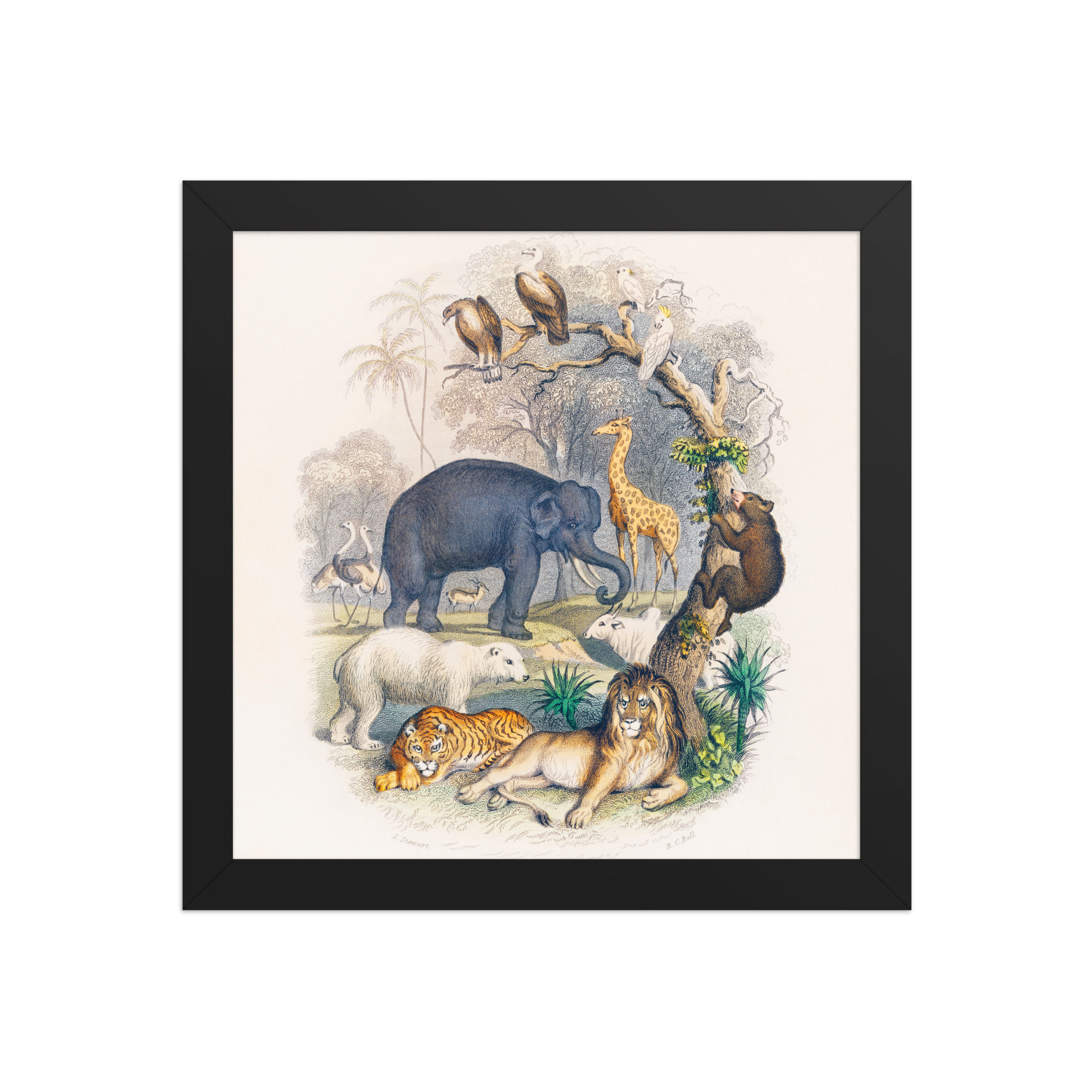 Framed Wildlife Art for Living Rooms