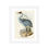 Thumbnail: Designart Ancient Australian Birds 