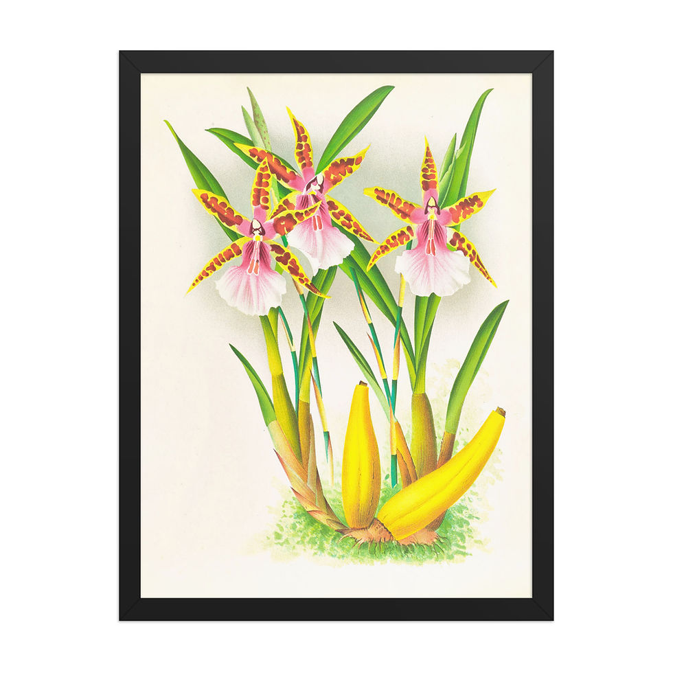 Thumbnail: Miltonia Blunti Vintage Style Botanical Framed Print