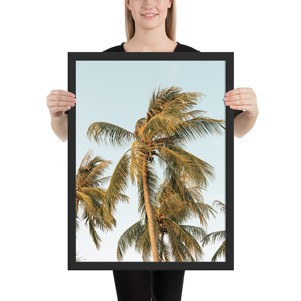 Thumbnail: Coconut Palm Photography Print