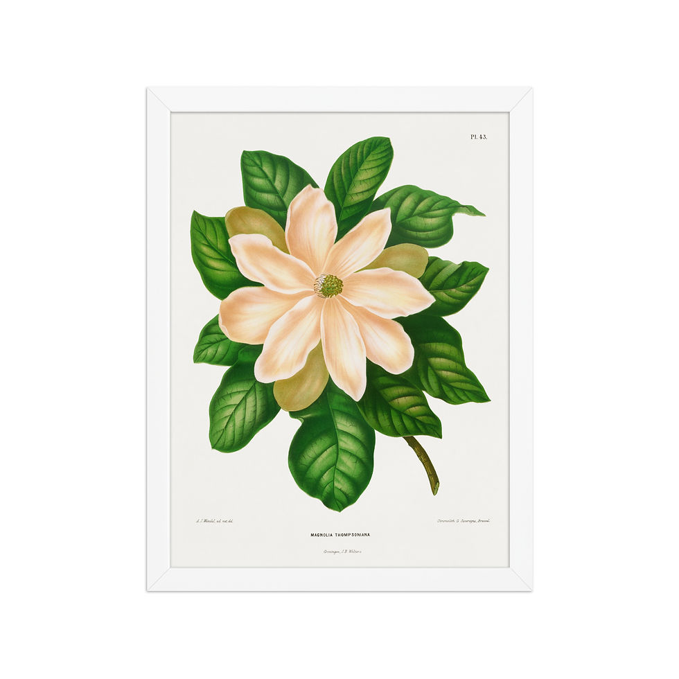 Thumbnail: Vintage Magnolia Botanical Illustration Print