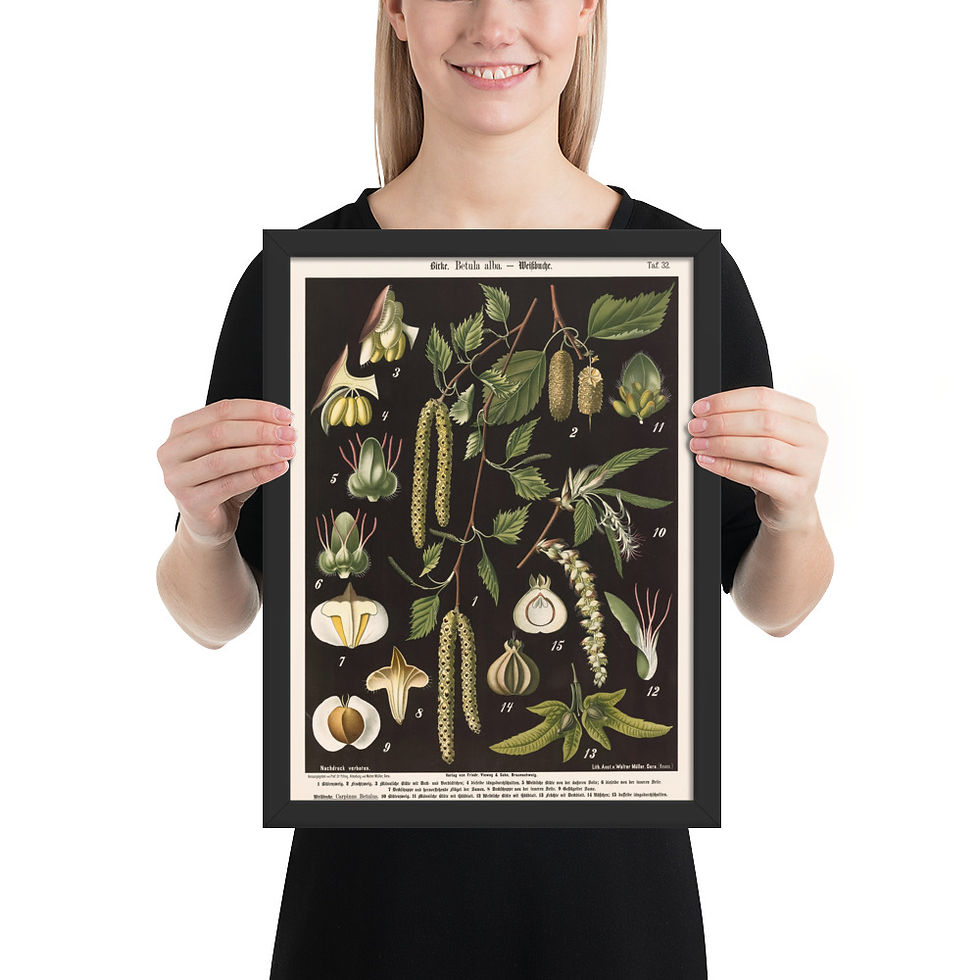 Thumbnail: Framed Botanical Illustrations - Stylish Wall Art for Home Decor