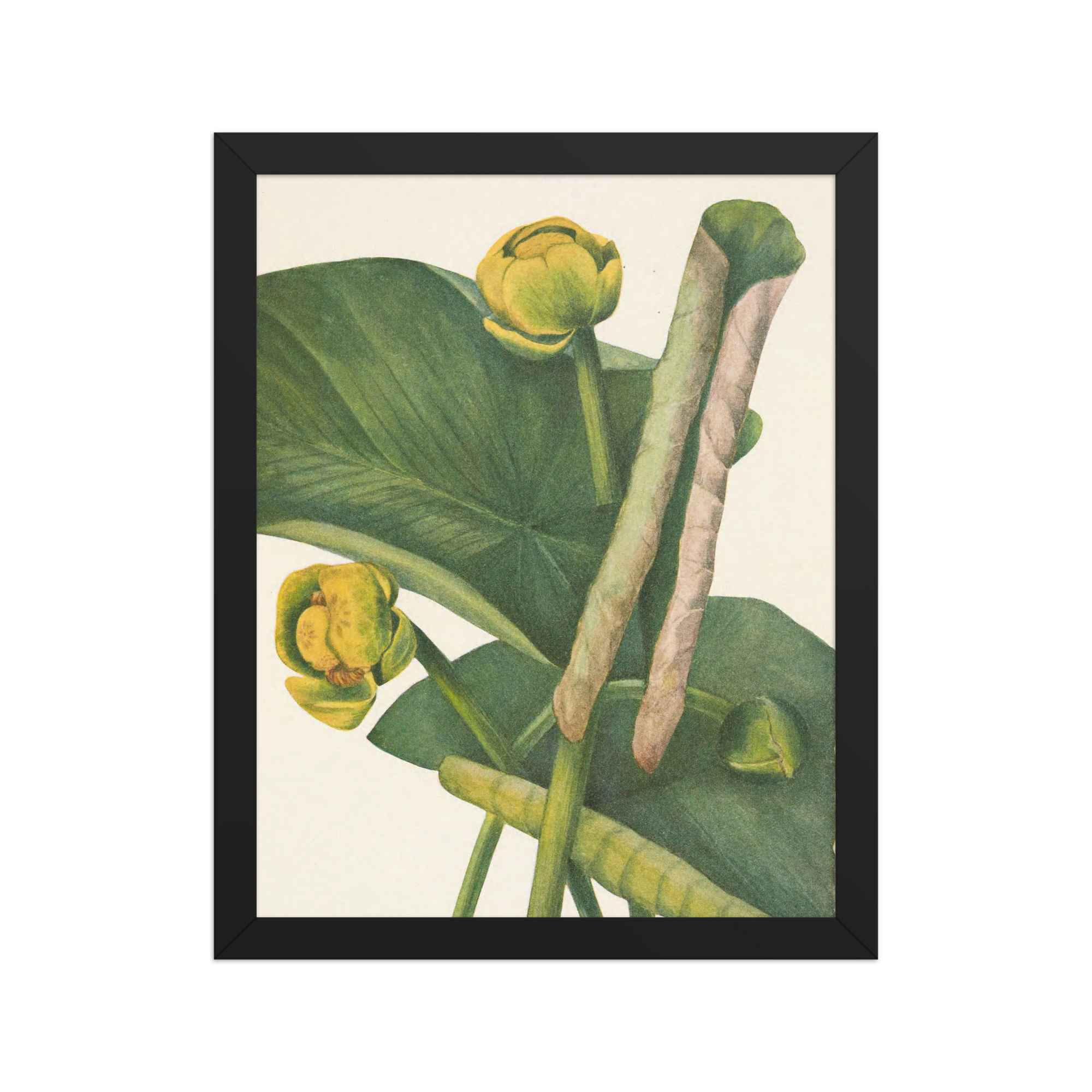 Spatterdock (Nymphaea advena) - 1925 - Framed Wall Art