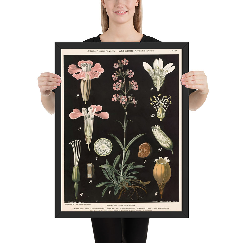 Thumbnail: Framed Botanical Illustrations - Stylish Wall Art for Home Decor