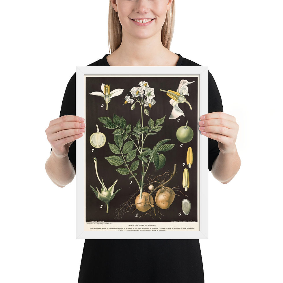 Thumbnail: Framed Botanical Illustrations - Stylish Wall Art for Home Decor