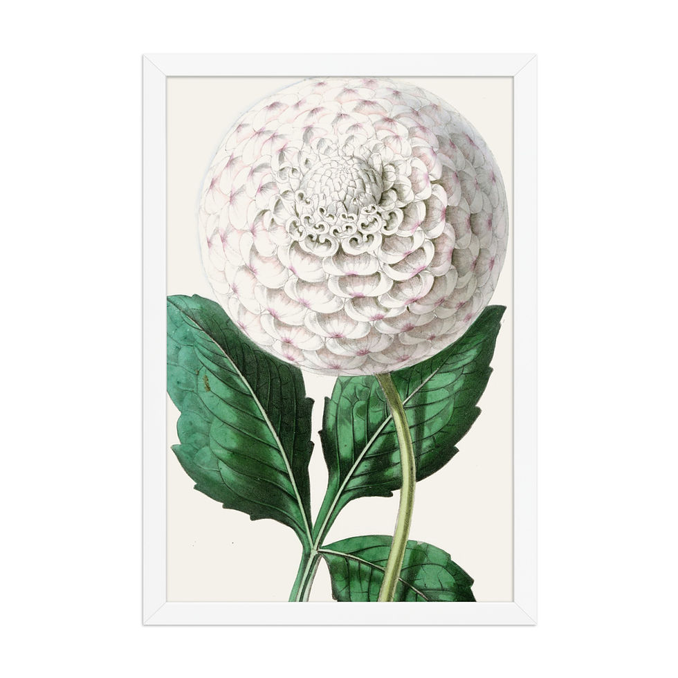 Thumbnail: Dahlia Miss Caroline Framed Wall Art