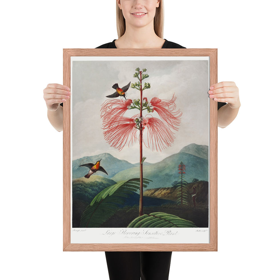 Thumbnail: Framed Botanical Illustration For Gardenersmed poster