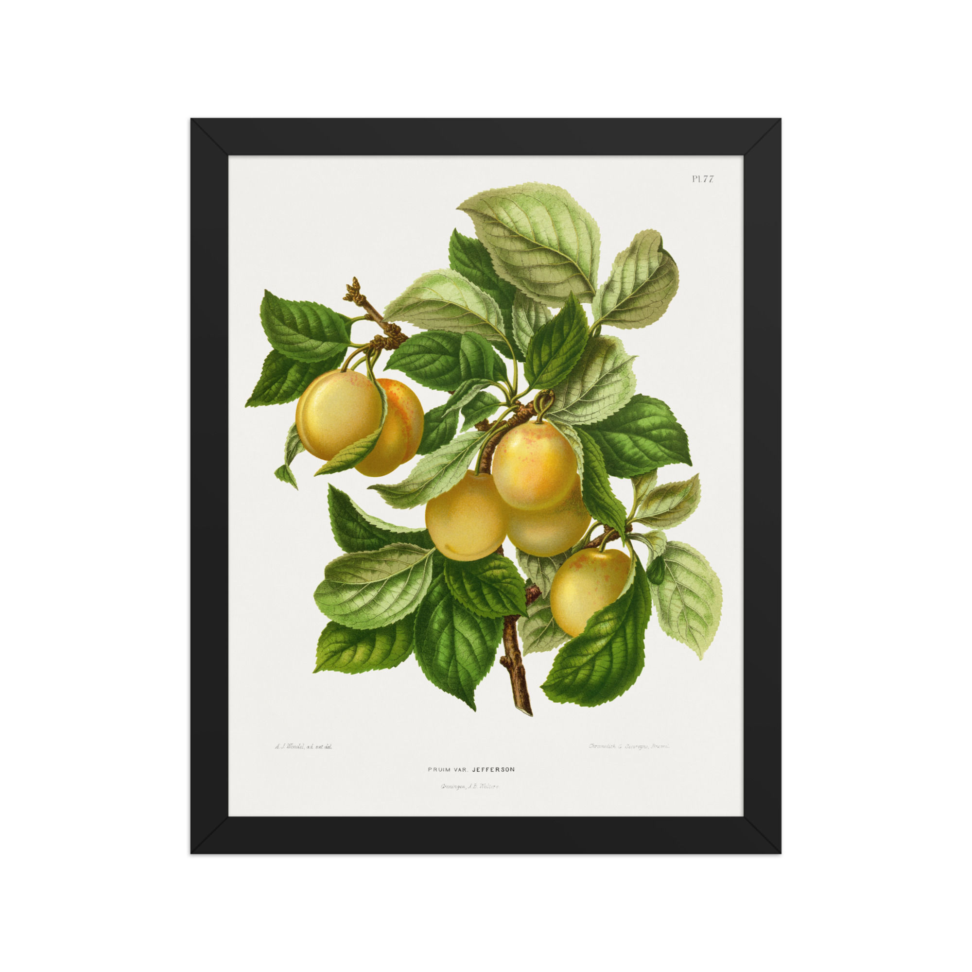 Antique Jefferson Plum Botanical Print