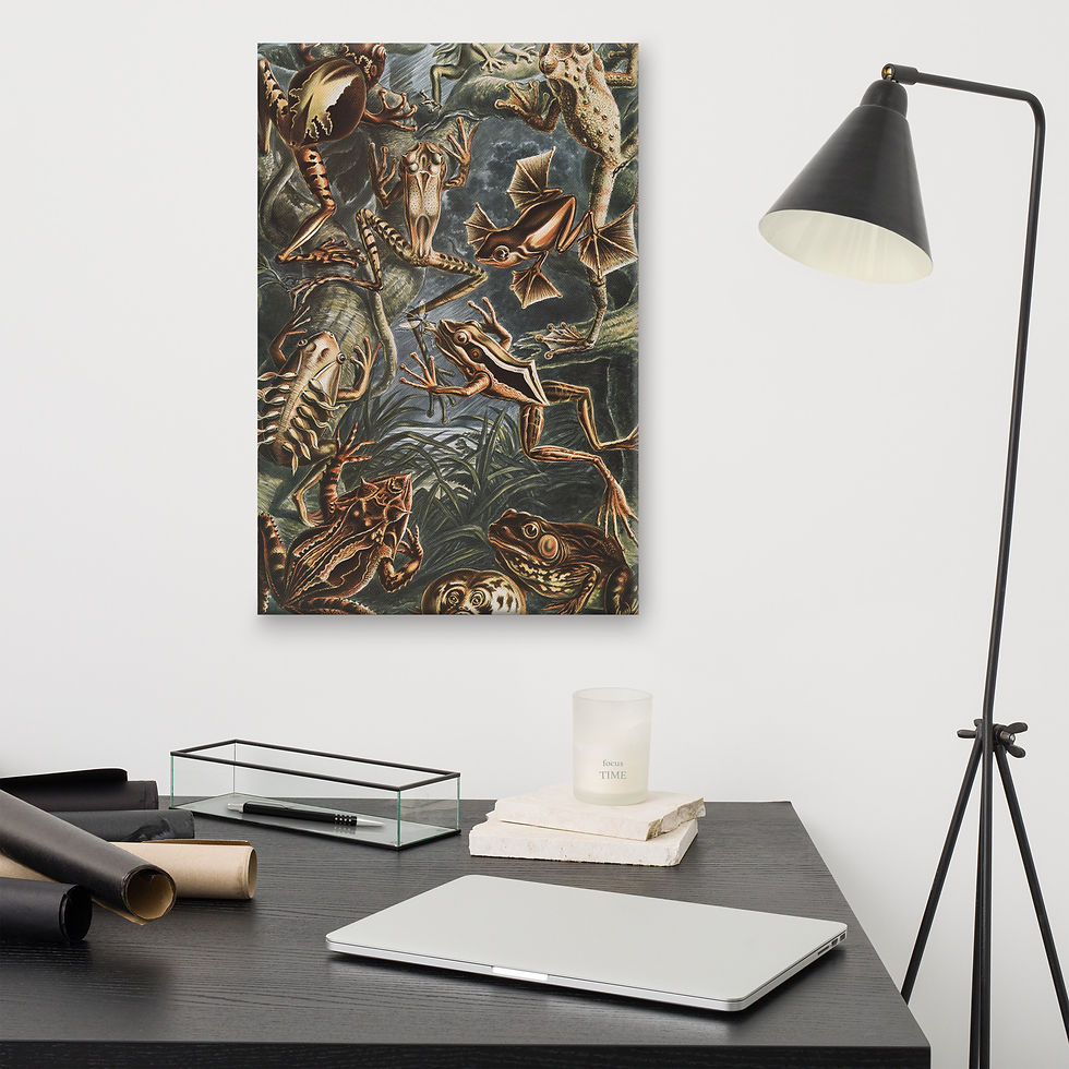 Thumbnail: Ernst Haeckel Batrachia Frog Gathering Canvas Print