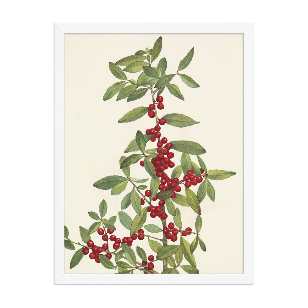 Thumbnail: Yaupon (Ilex vomitoria) - 1925 - Framed Wall Art