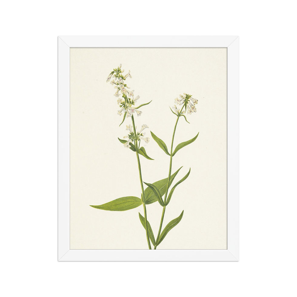 Thumbnail: Yellow Pentstemon 1925 Framed Wall Art