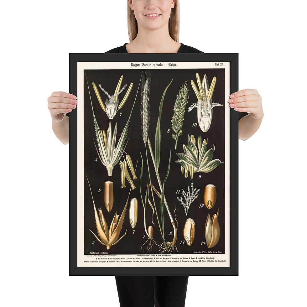 Thumbnail: Grass and Spikelet Study — Vintage Botanical Plate Framed Print