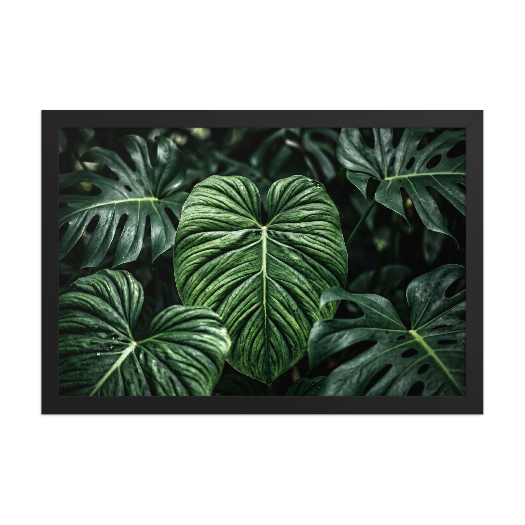 Cathedral Leaf — Tropical Study (Framed)