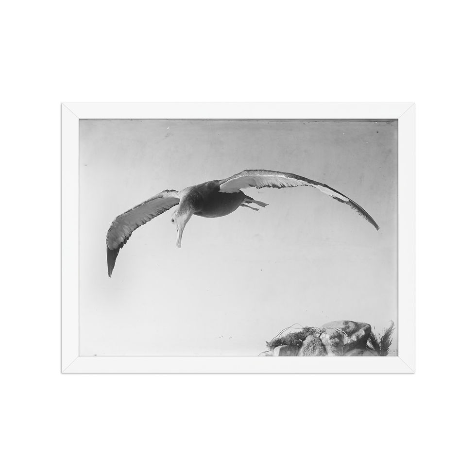 Thumbnail: Vintage Animal Portrait Framed Print for Classic Decor