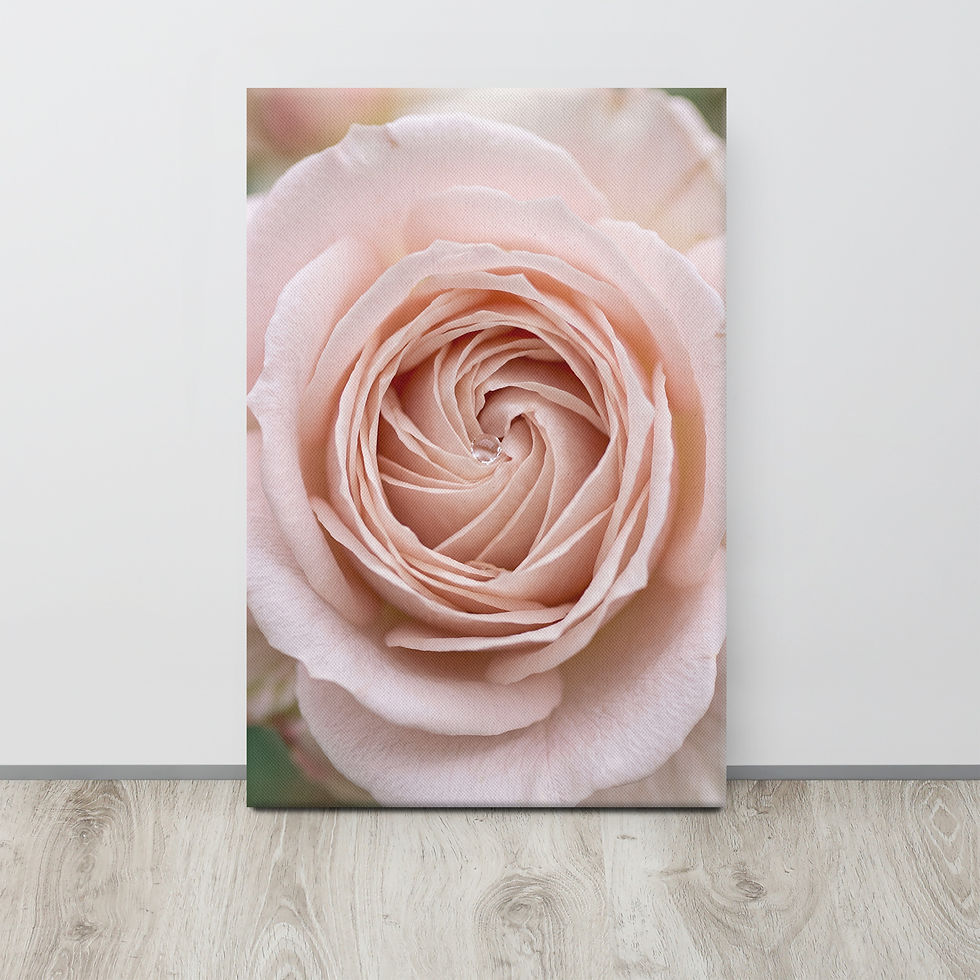 Thumbnail: Blush Rose Spiral Canvas Print – Romantic Floral Close-Up
