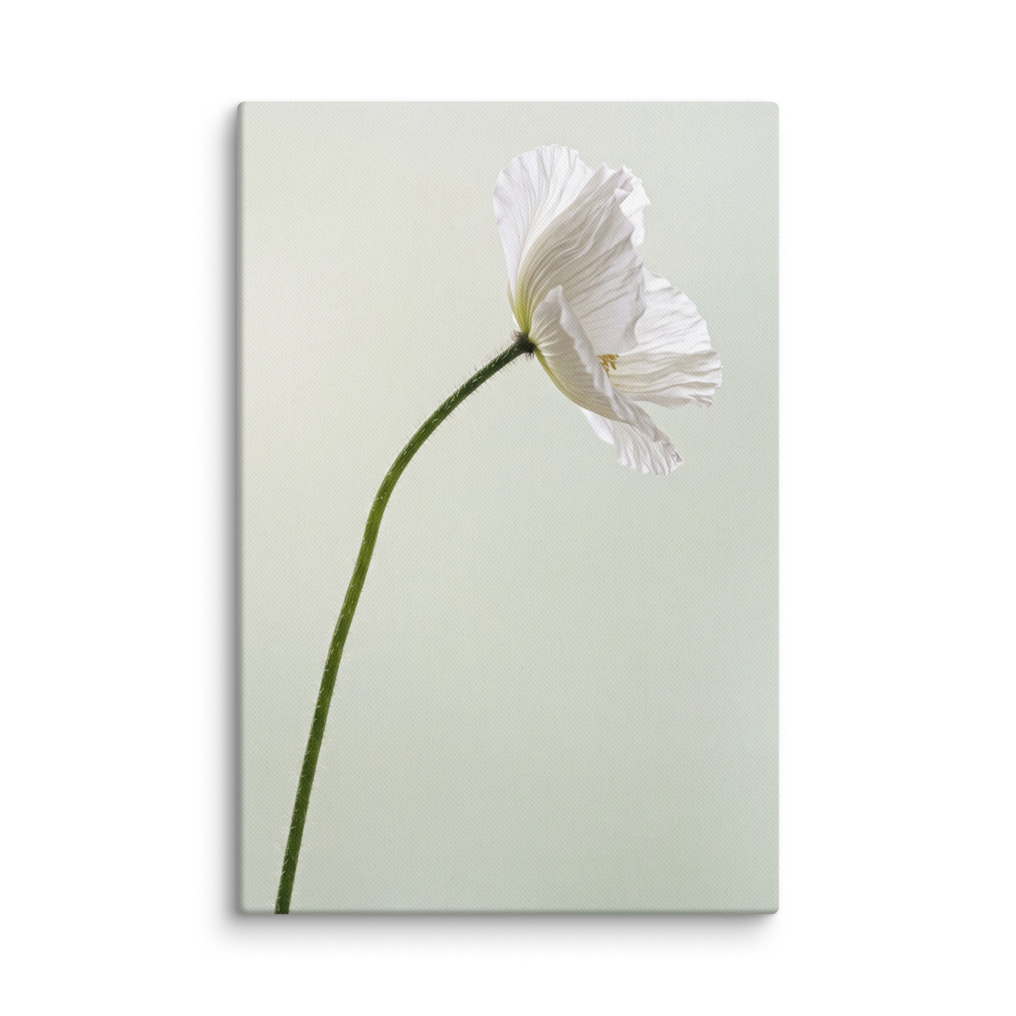 White Poppy Minimalist Canvas - Elegant Botanical Photography Wall Art