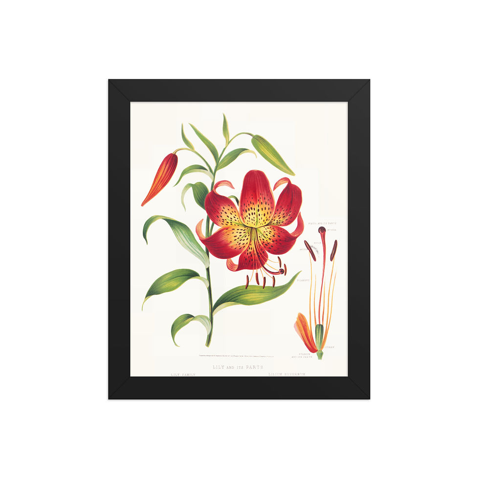 Red Lily | Vintage Botanical | Framed Print