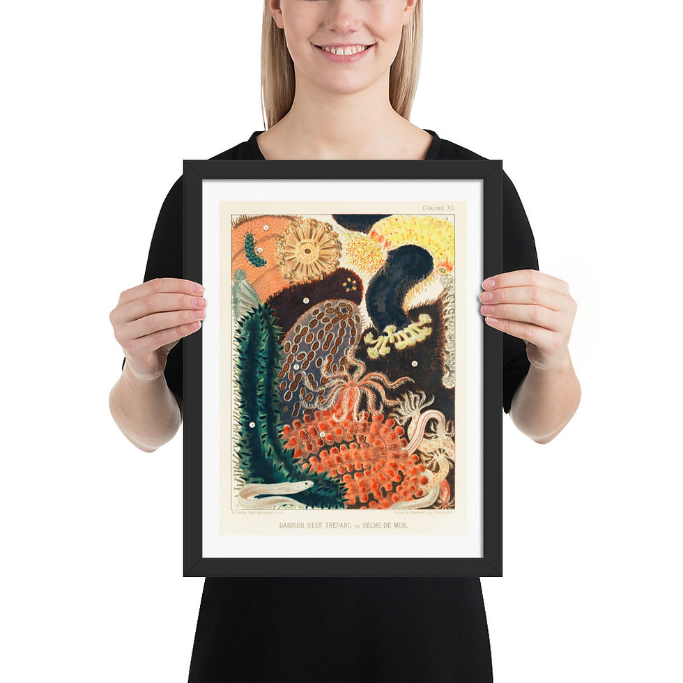 Thumbnail: Great Barrier Reef Trepang Framed Biophilic Wall Art