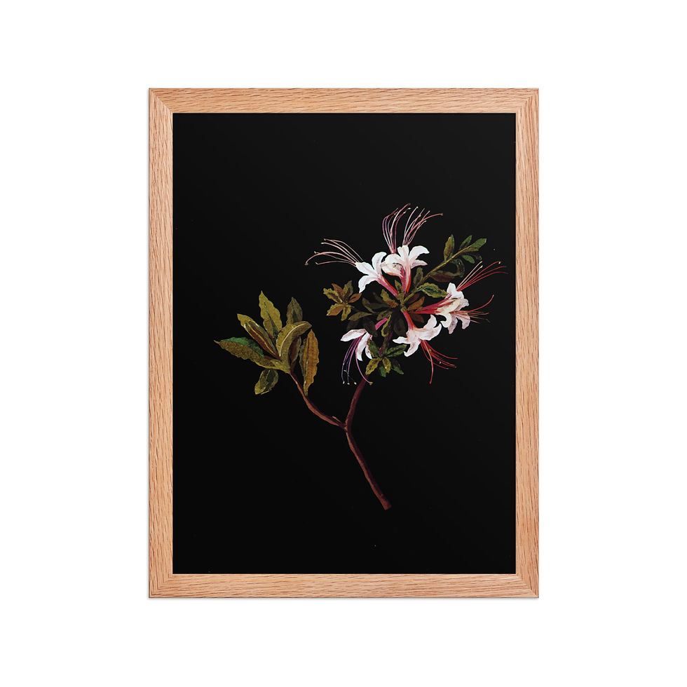 Thumbnail: Mary Delaney | 1700-1788 | flower ii