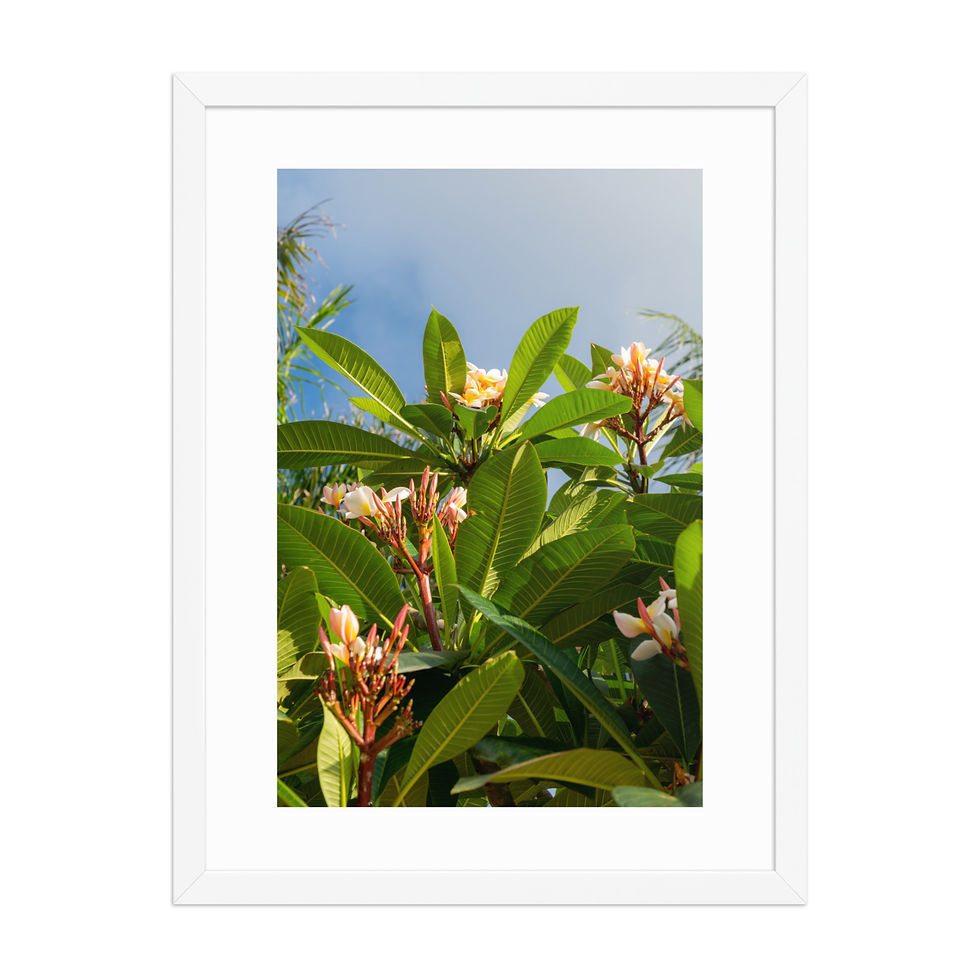 Thumbnail: Hong Kong Flowers Photography