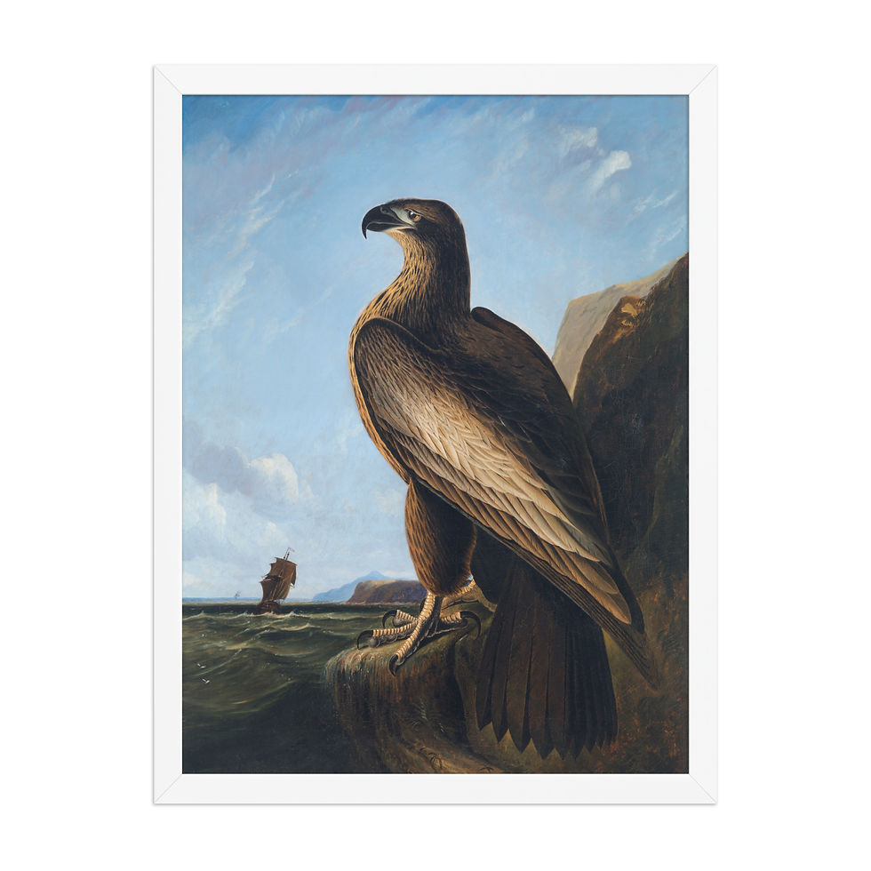 Thumbnail: John James Audubon Birds of America