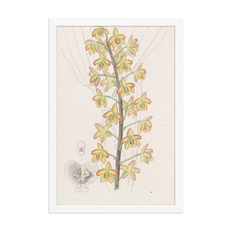 Thumbnail: Two-Lobed Eriops Classic Framed Botanical Print