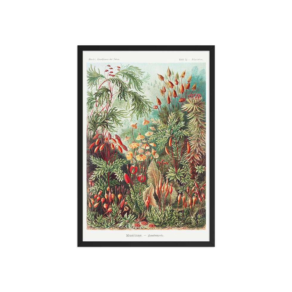 Thumbnail: Ernst Haeckel Vintage Zoological and Naturalist Art