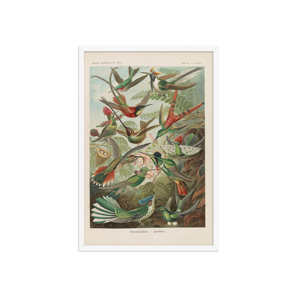 Thumbnail: Ernst Haeckel Vintage Zoological and Naturalist Art