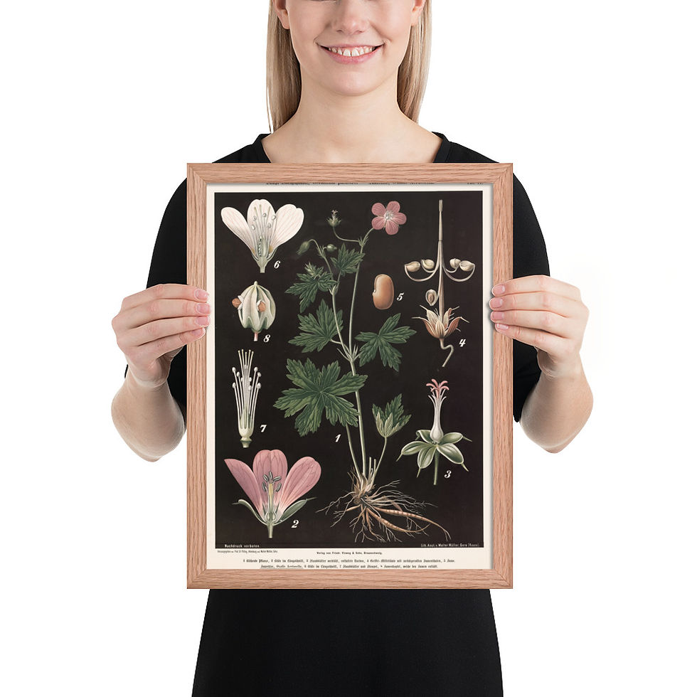 Thumbnail: Potato Study — Walter Müller Botanical Plate Framed Print